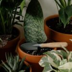 Tips for Improving Indoor Plant Care and Creating a Green Space at Home